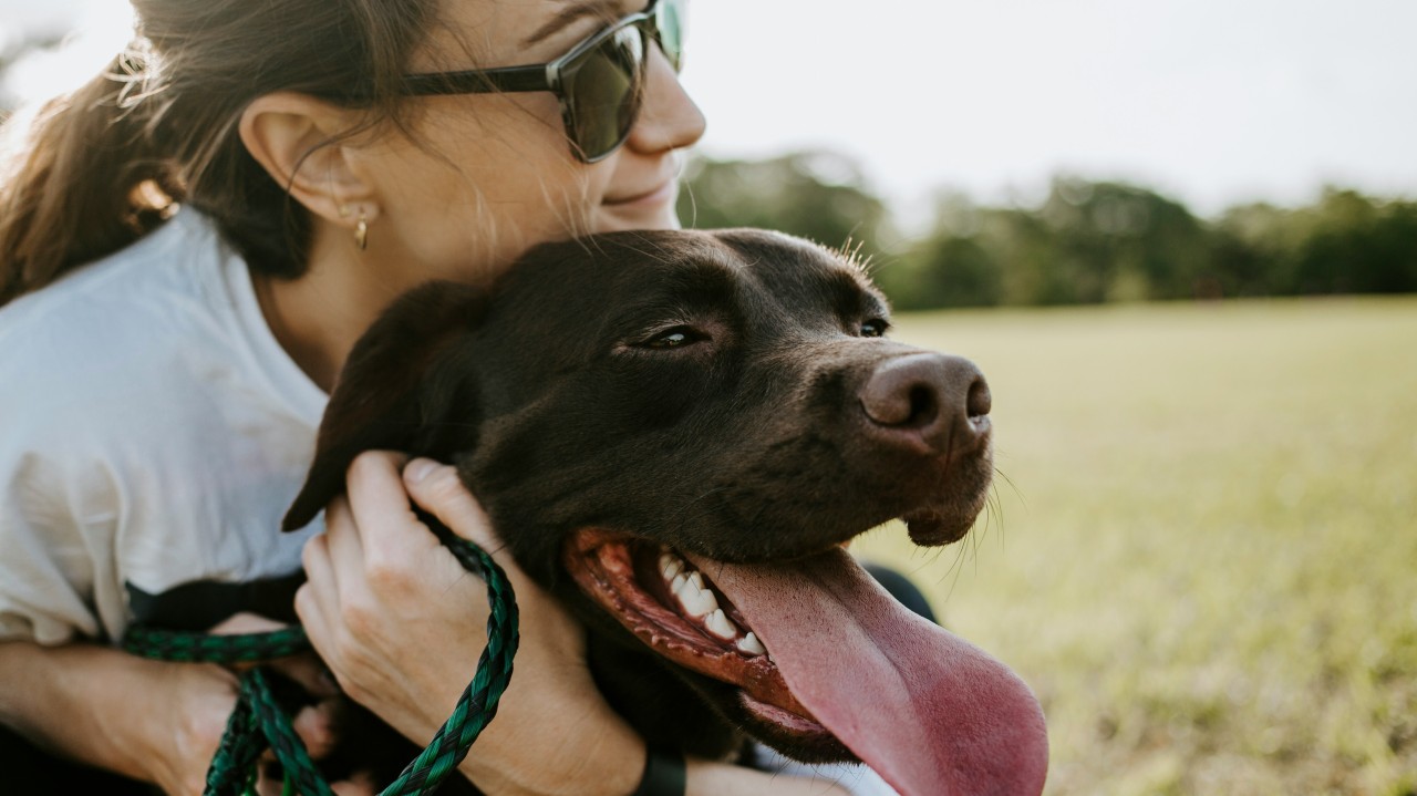 The AI Dog Park: Comparing GPT-4, Claude, Gemini (and more) to Dog Breeds